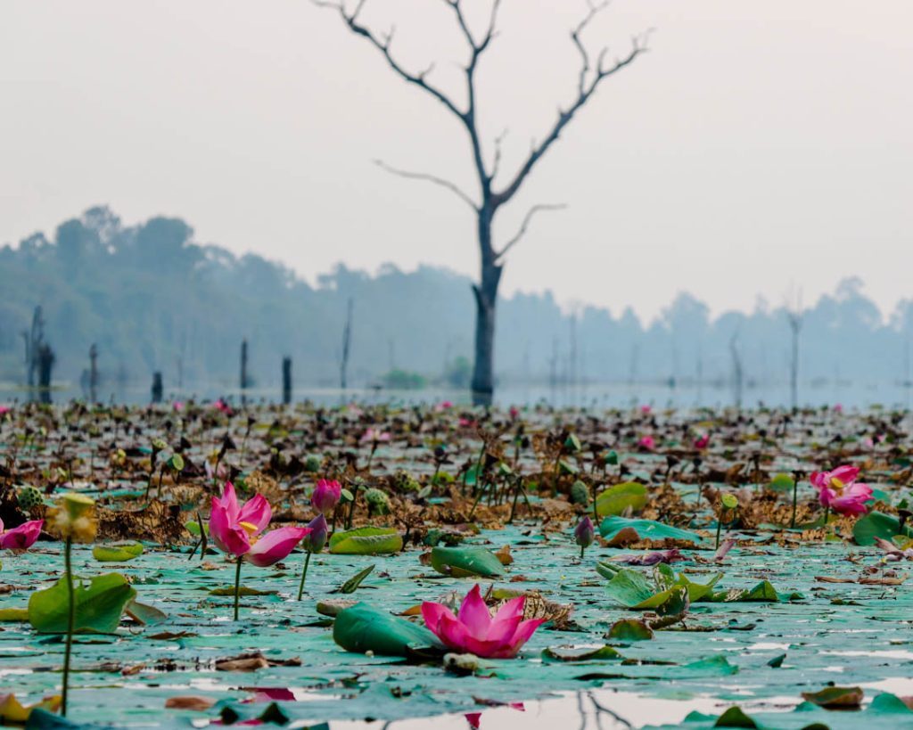 kambodscha siem reap Grosser See mit Lotusblumen am Neak Pean