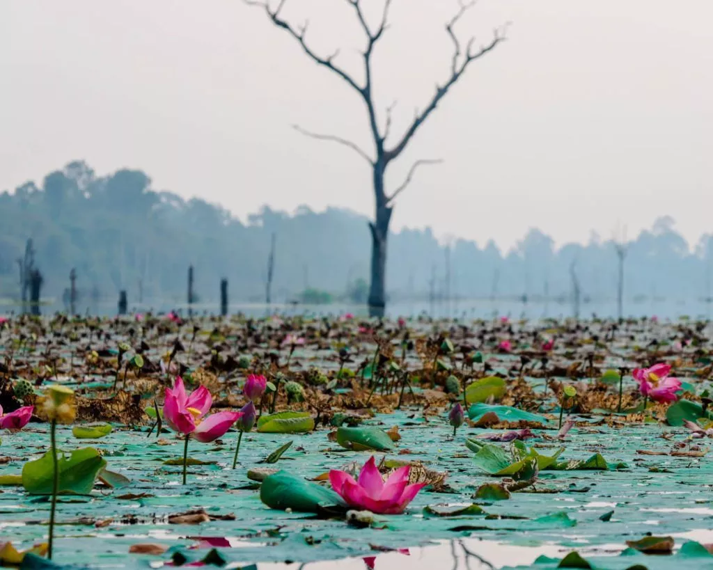kambodscha-siem-reap-Großer See mit Lotusblumen am Neak Pean