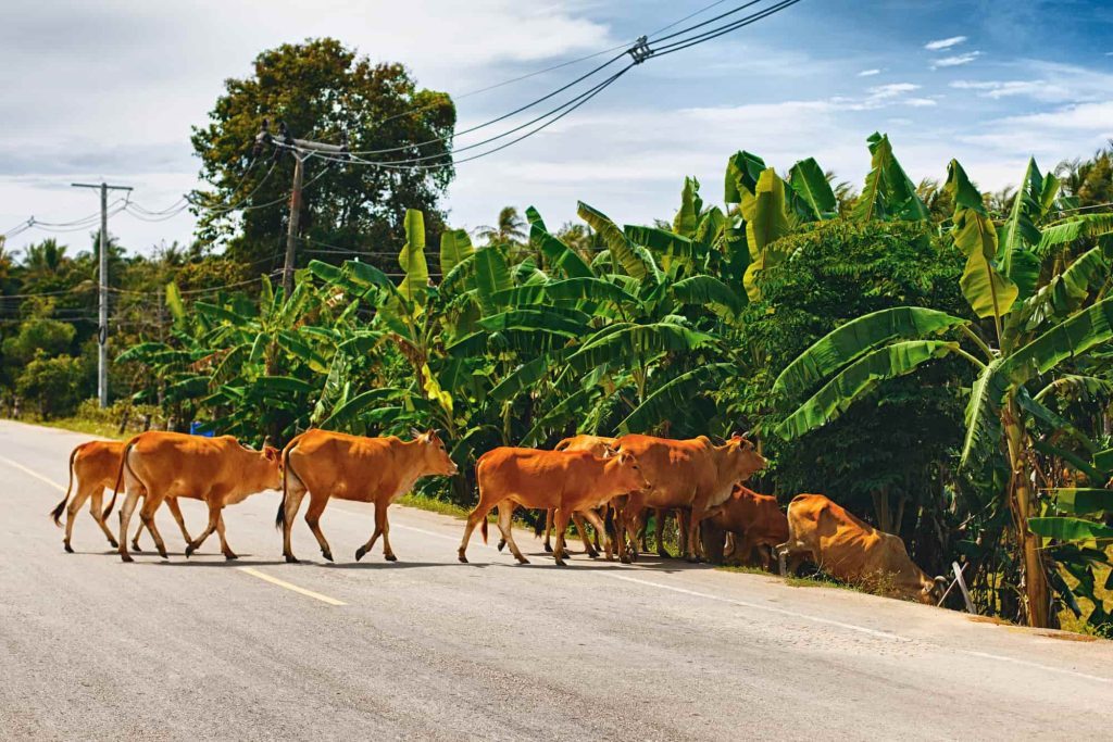 kuehe ueberqueren die strasse auf koh lanta noi thailand