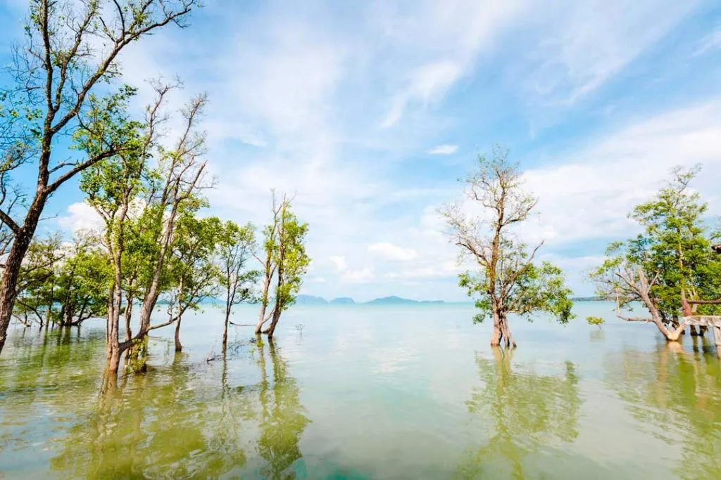 mangroven im meer bei koh lanta thailand Mangroven im Meer bei Koh Lanta Thailand