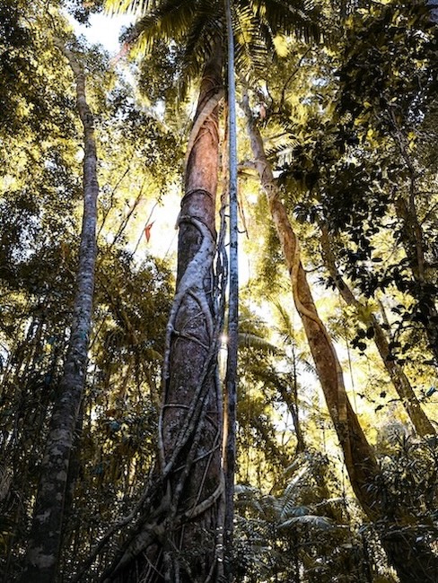 noosa queensland costal walk regenwald