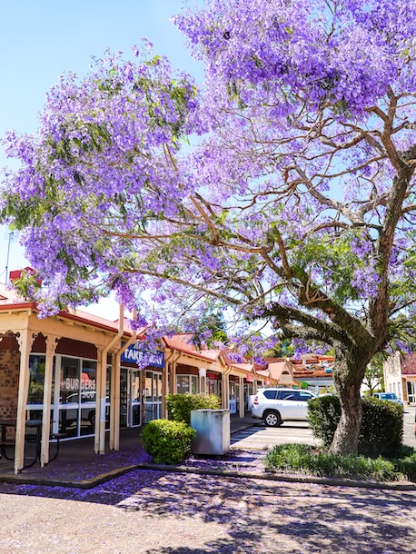 noosa queensland jacaranda baeume in maleny