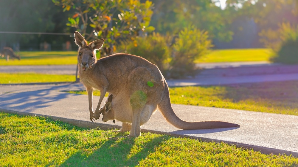 Noosa Queensland, Känguru am Habitat Noosa Everglades Eco Camp