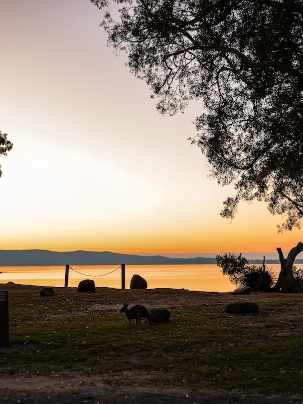 noosa queensland kaenguru bei sonnenaufgang am see
