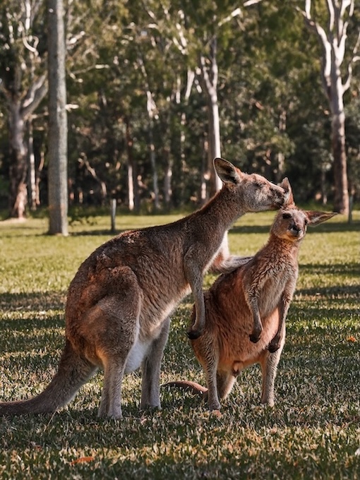 noosa queensland kaengurus auf wiese
