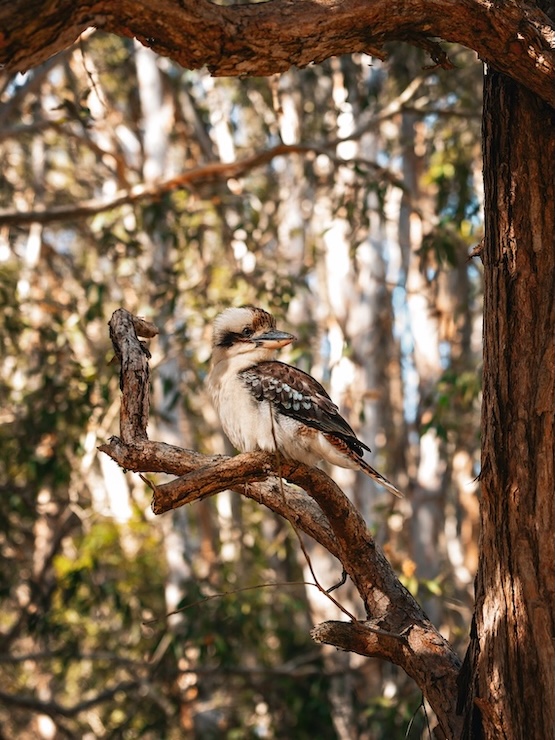 noosa queensland kookaburra im baum