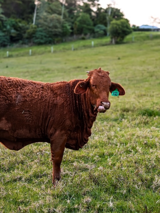 noosa queensland kuh auf weide