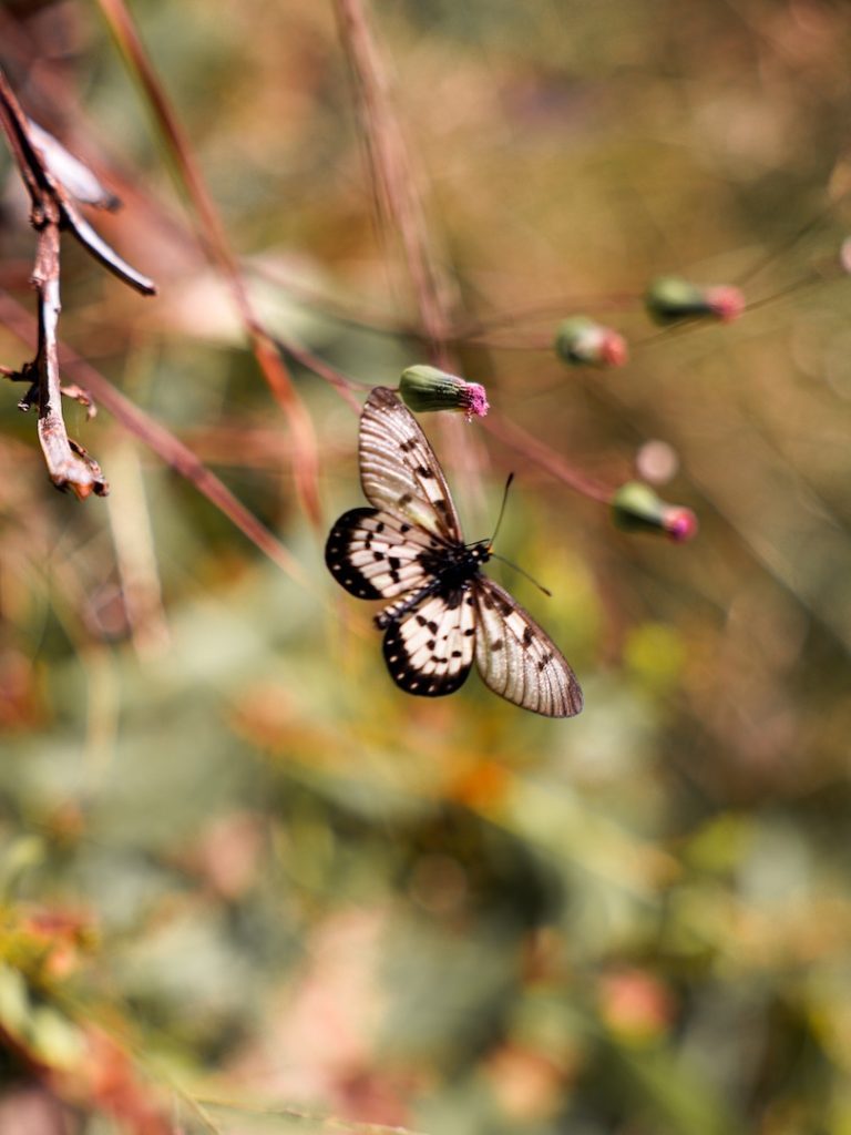 noosa queensland noosa national park costal walk schmetterling