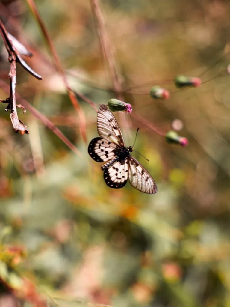 noosa queensland noosa national park costal walk schmetterling