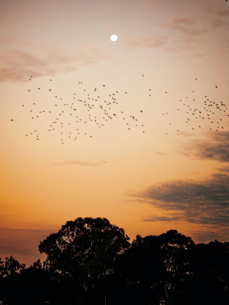 noosa queensland papageien bei sonnenuntergang