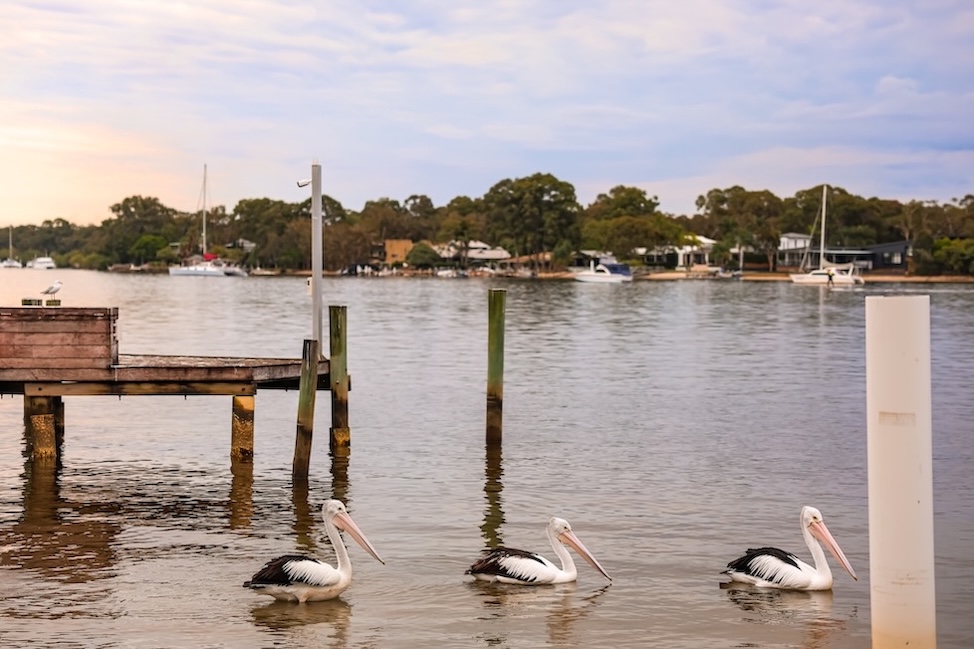 noosa queensland pelikane