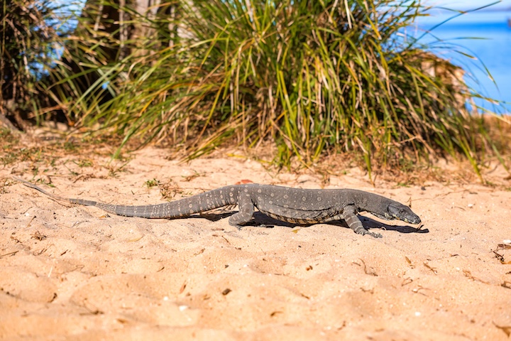 noosa queensland waran am see
