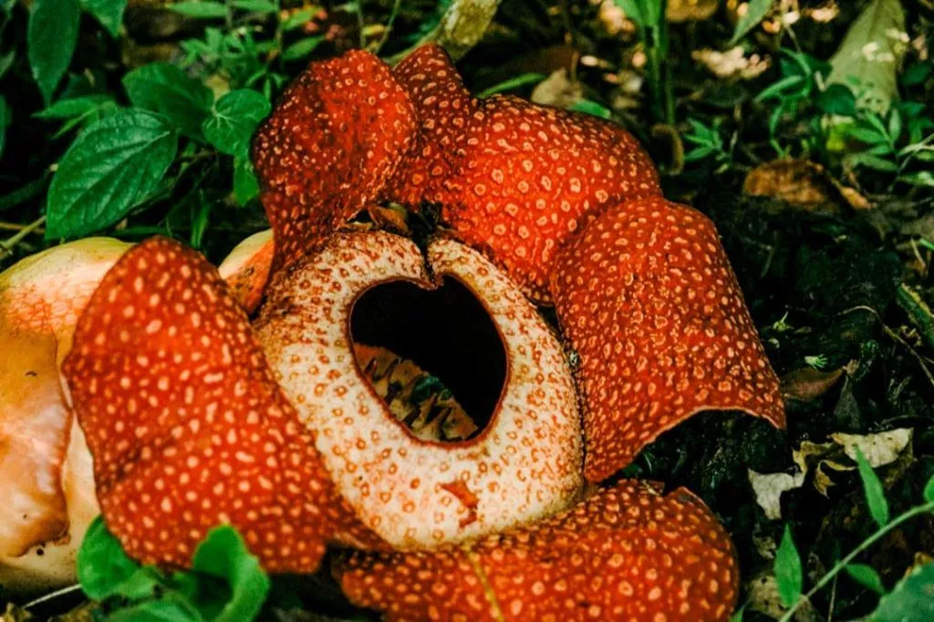 Rafflesia Blume im Khao Sok Nationalpark Thailand