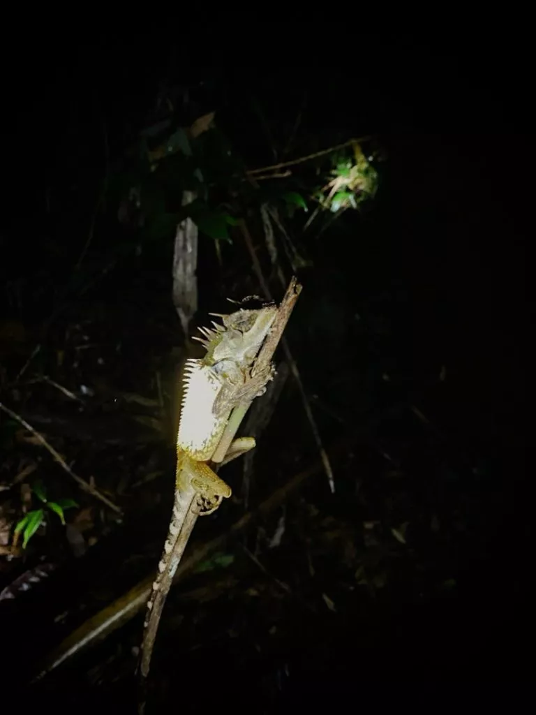 schlafendes Chamäleon im Dschungel bei Nachtsafari im Khao Sok Nationalpark