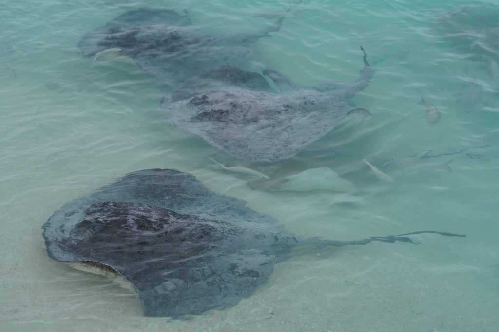 Südafrika_Kap Agulhas_Rochen im Hafen von Struisbaai