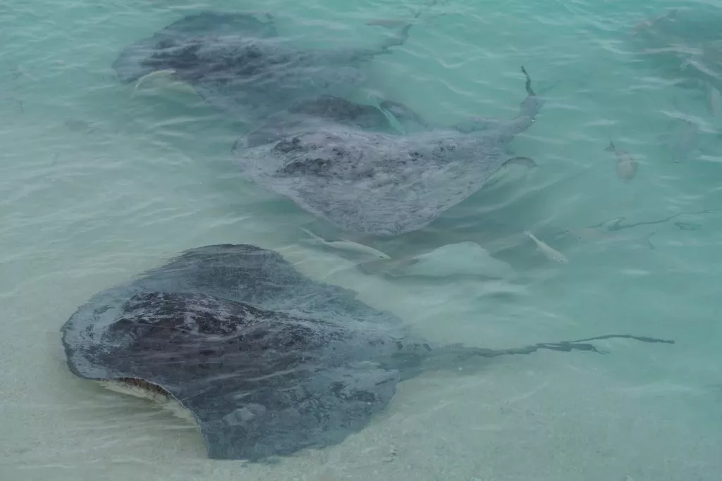 Südafrika_Kap Agulhas_Rochen im Hafen von Struisbaai