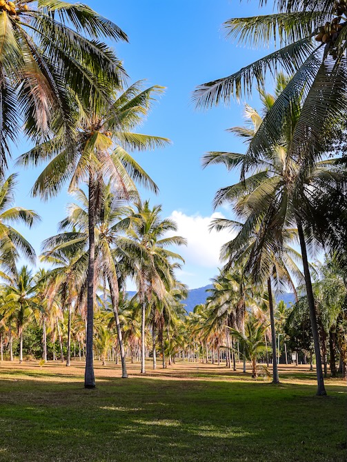 Thala Beach Nature Reserve Palmen