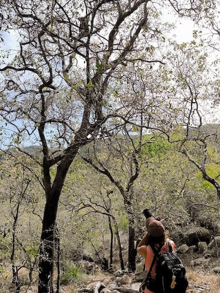 Townsville Australien Isa spotted Koala