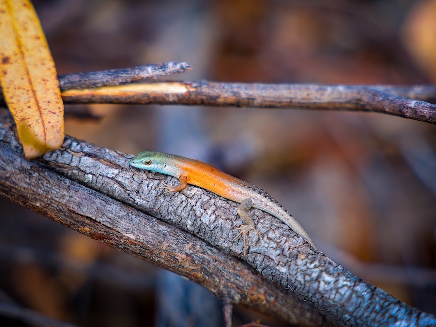 Townsville Australien kleine Echse auf Ast