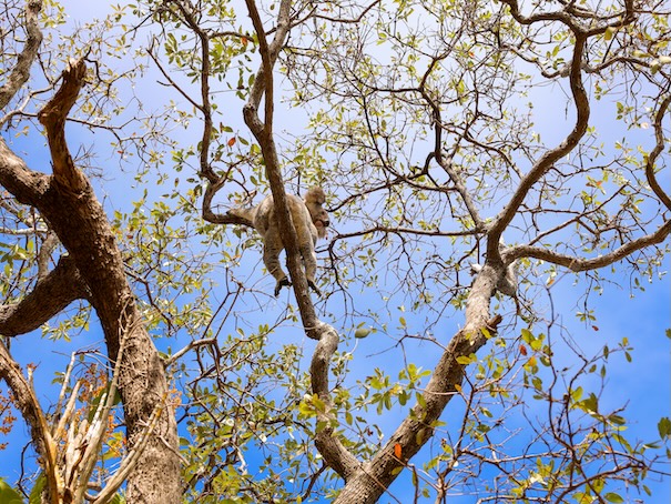 Townsville Australien Koala im Baum