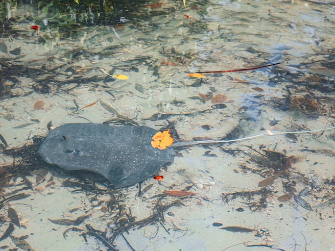 townsville australien rochen im wasser