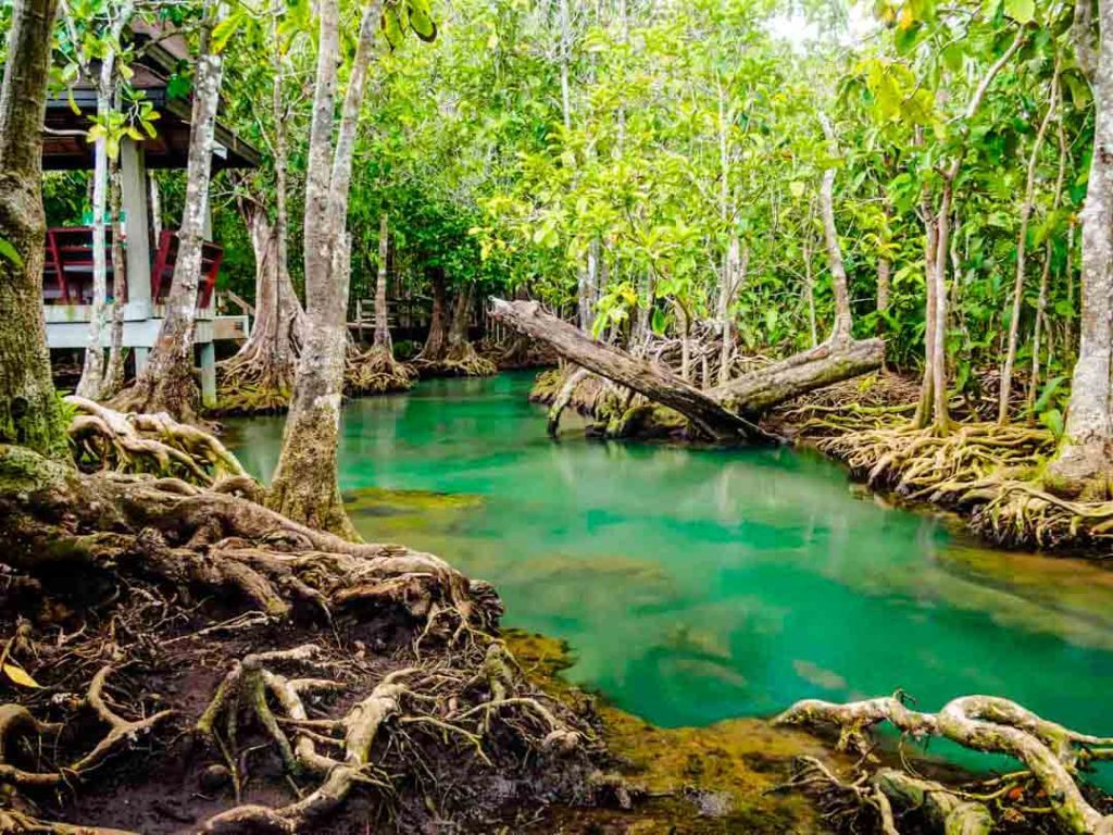 wasserlauf beim mangrovenwald tha pom klong song nam in krabi thailand