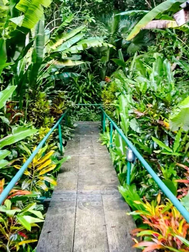 Weg durch den Dschungel vom Bungalow zum Restaurant im Hotel Khao Sok Riverside Cottages Thailand