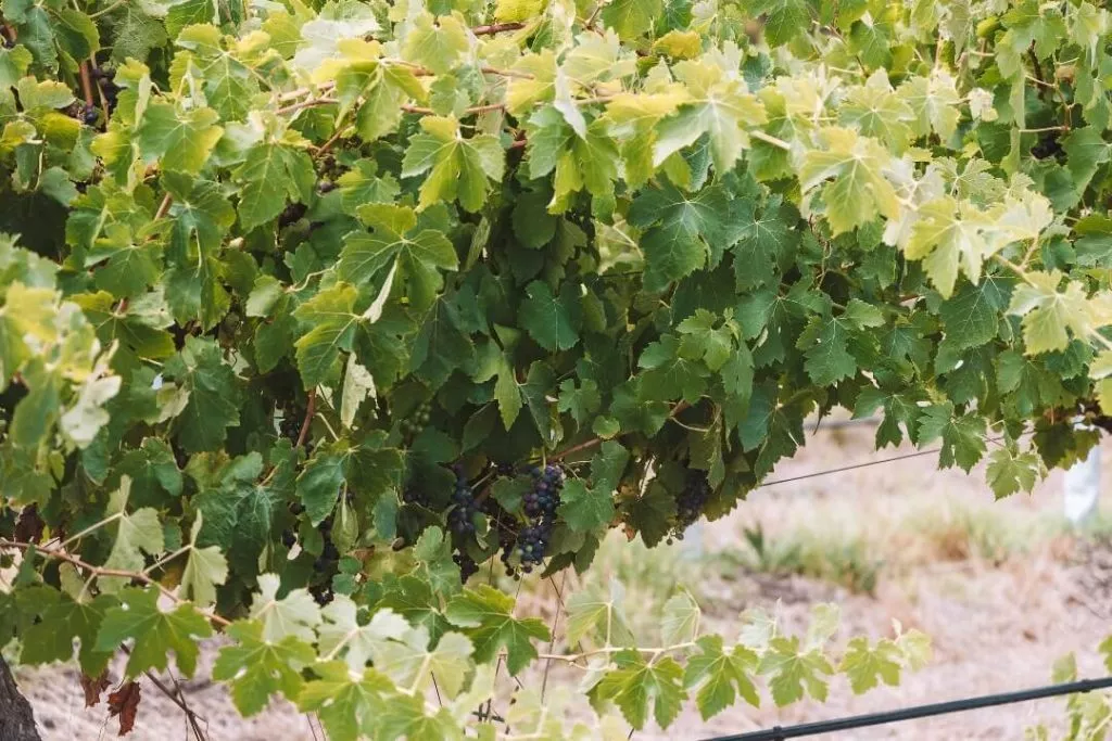 Wellington Umgebung Wine Trail