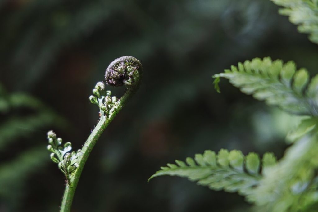 wellington zealandia pflanze