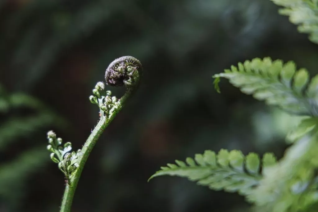 Wellington Zealandia Pflanze