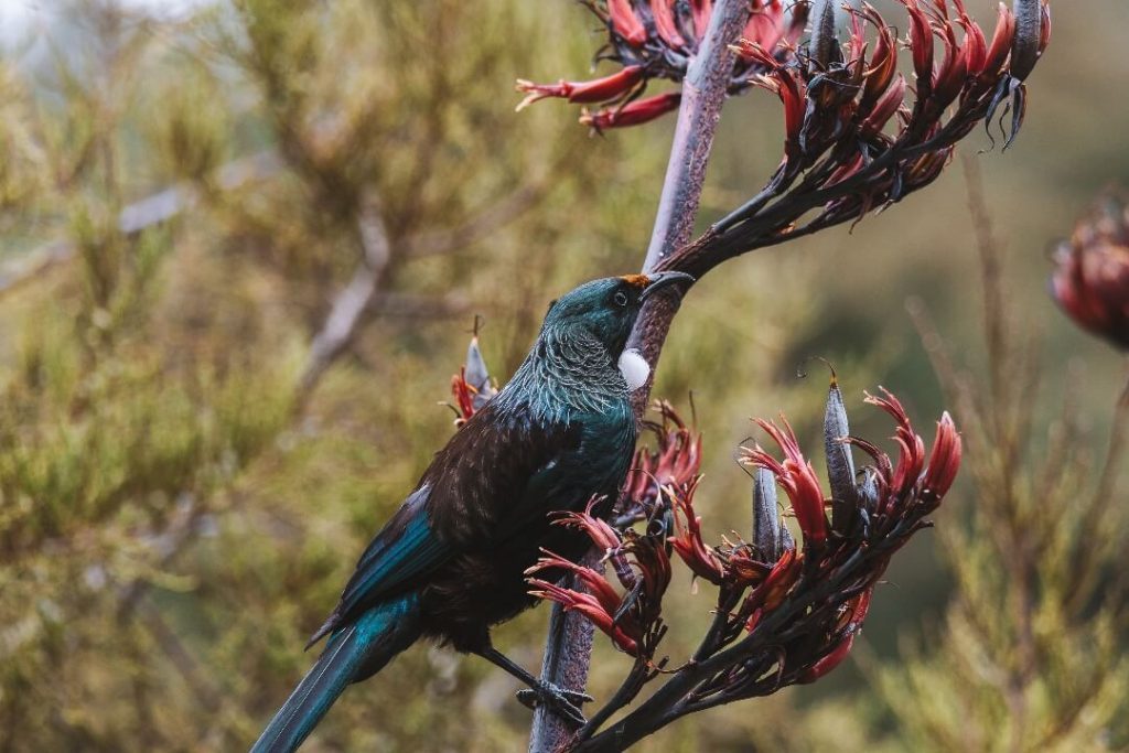 wellington zealandia vogel