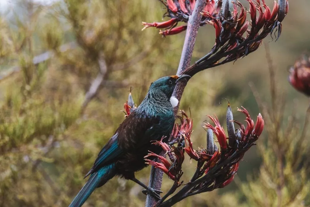 Wellington Zealandia Vogel