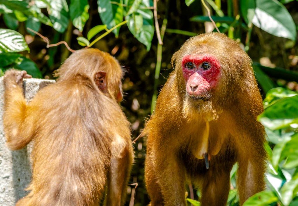zwei affen auf dem monkey trail in ao nang krabi thailand