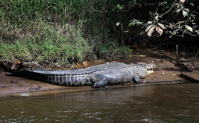 Airlie Beach & Whitsundays, Australien, Krokodilsafari