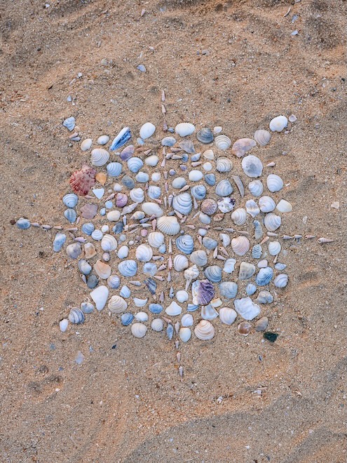 Airlie Beach & Whitsundays, Australien, Muscheln am Strand