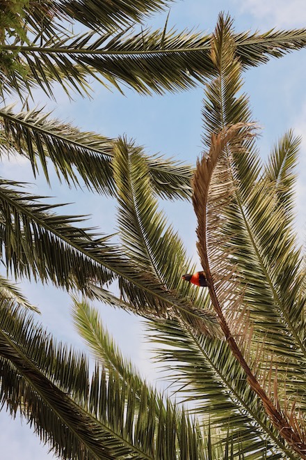 Airlie Beach & Whitsundays, Australien, Papagei auf Palmenblatt