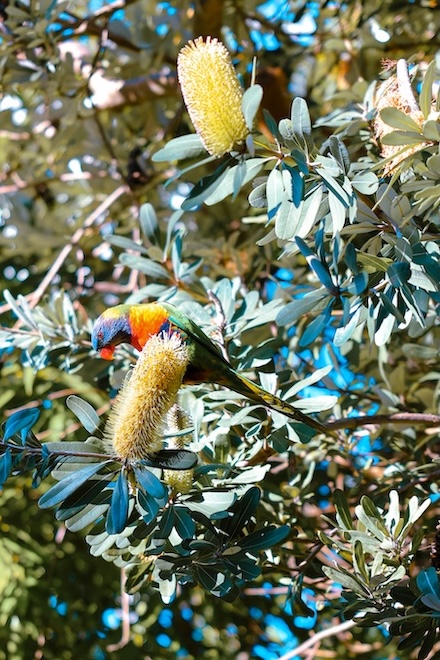 Airlie Beach & Whitsundays, Australien, Papagei im Baum