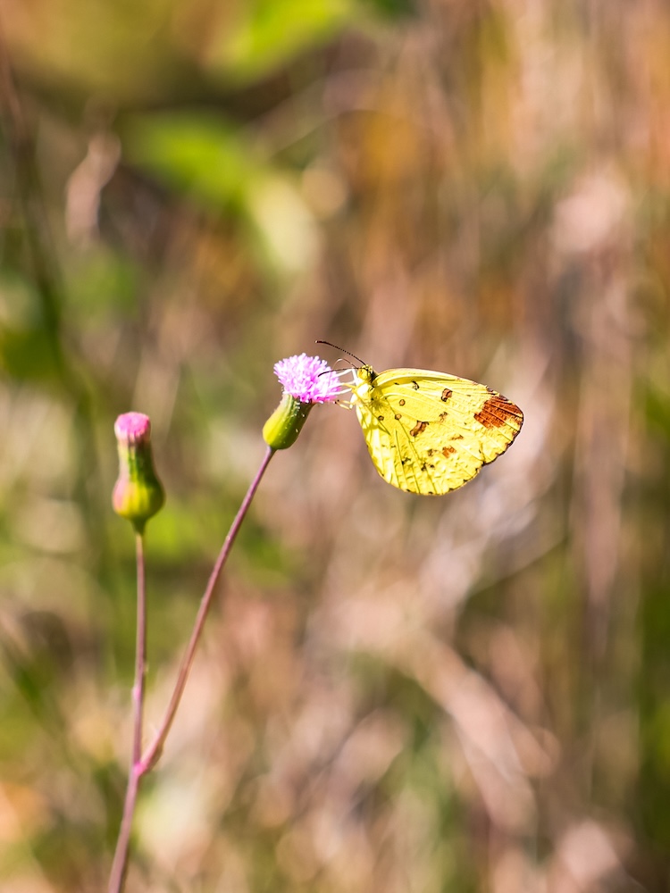 Airlie Beach & Whitsundays, Australien, Schmetterling