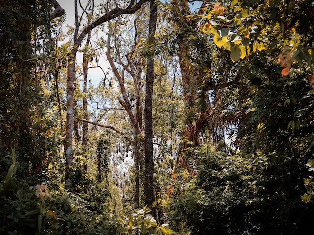 Australien, Sehenswürdigkeiten, Daintree Rainforest