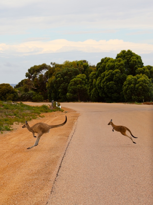 Australien, Sehenswürdigkeiten, Kängurus auf Straße