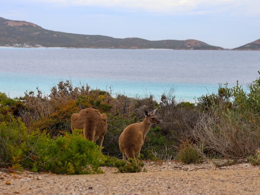 Australien, Sehenswürdigkeiten, Kängurus vor dem Lucky Bay Beach