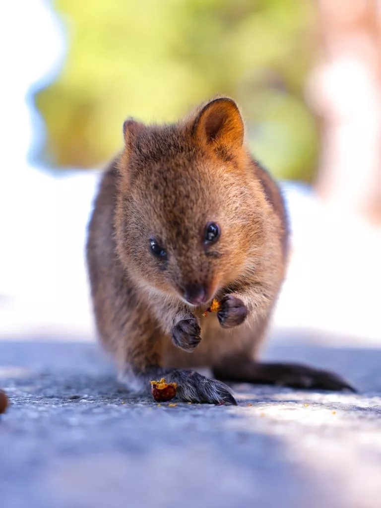 Australien, Sehenswürdigkeiten, kleiner Quokka
