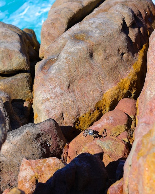 Australien, Sehenswürdigkeiten, Krebs auf Stein