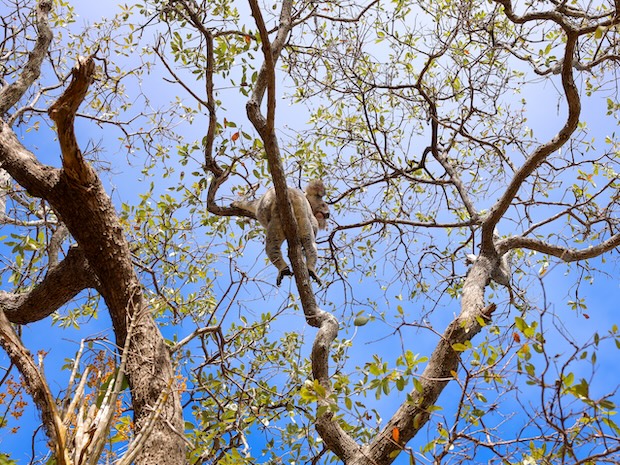 Australien, Sehenswürdigkeiten, Magnetic Island, Koala im Baum