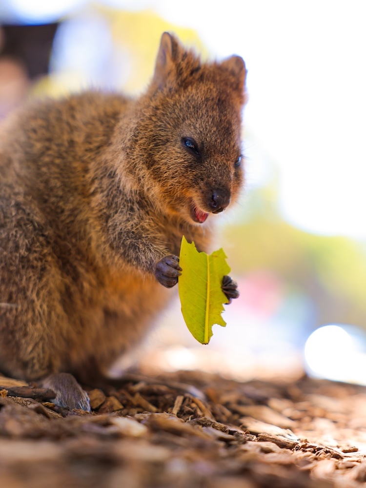 Australien, Sehenswürdigkeiten, Quokka frisst Blatt