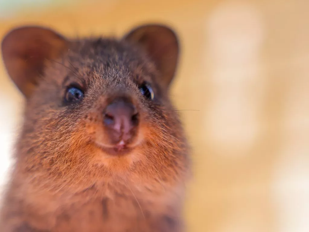 Australien, Sehenswürdigkeiten, Quokka Nahaufnahme