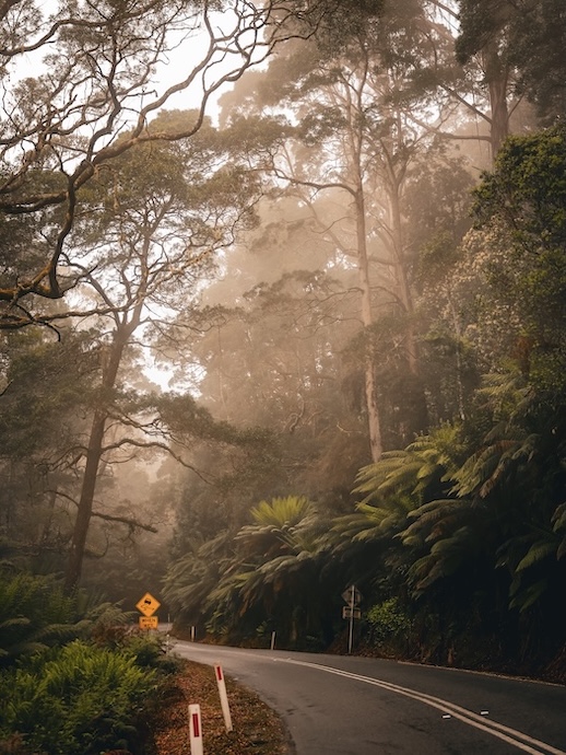 Australien, Sehenswürdigkeiten, Regenwald