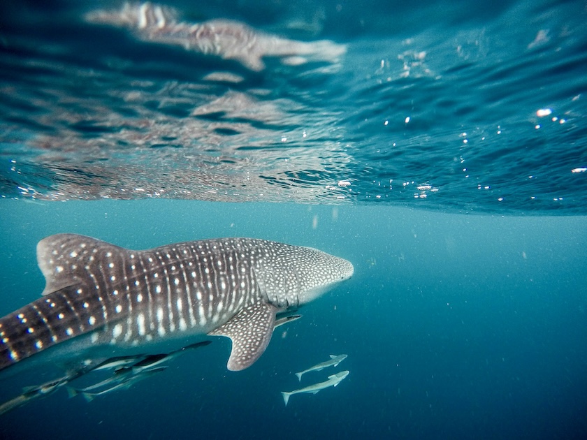 Australien, Sehenswürdigkeiten, Whaleshark, Ningaloo Reef
