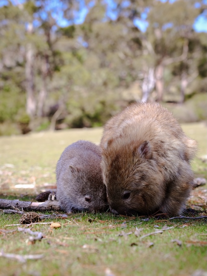 Australien, Sehenswürdigkeiten, Wombats