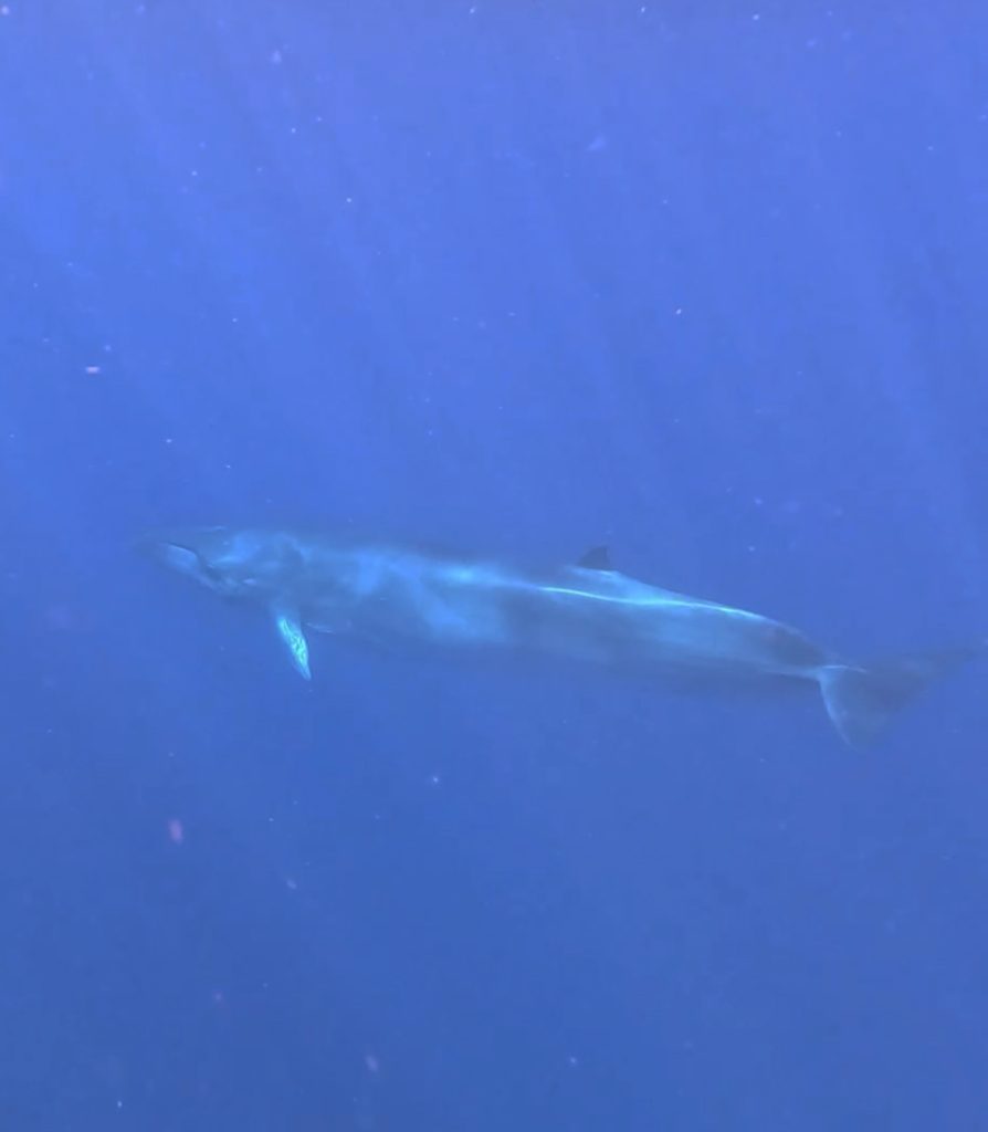 Baby Finwal bei Ocean Safari, Baja Californai Sur